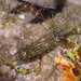 Tidepool Shrimp - Photo (c) Ken-ichi Ueda, some rights reserved (CC BY), uploaded by Ken-ichi Ueda