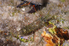 Tidepool Shrimp - Photo (c) Ken-ichi Ueda, some rights reserved (CC BY), uploaded by Ken-ichi Ueda