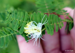 Desmanthus pernambucanus
