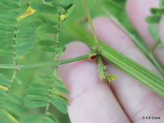 Desmanthus pernambucanus
