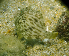 Stephanolepis cirrhifer