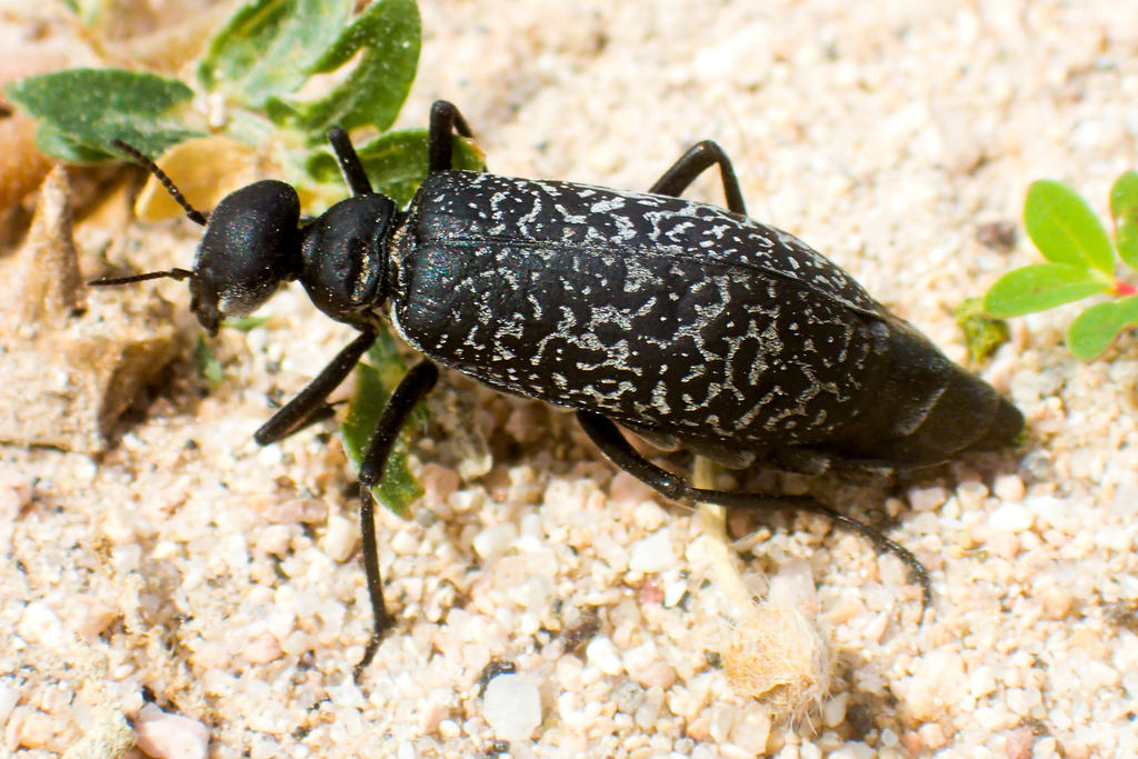 Phodaga marmorata