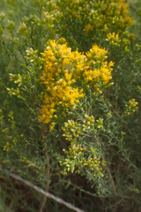 Xylothamia diffusa