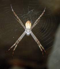 Argiope minuta