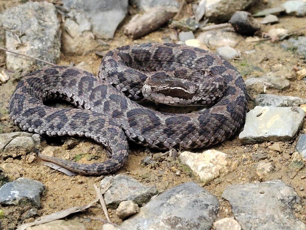 Short-tailed Mamushi from 中国四川省泸州市古蔺县 on April 25, 2023 at 02:08 PM by ...