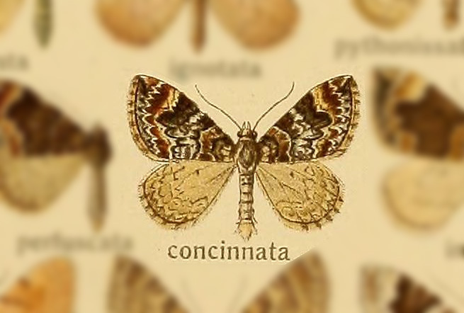 Dysstroma concinnata