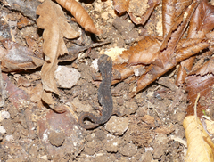 Salamandrina perspicillata