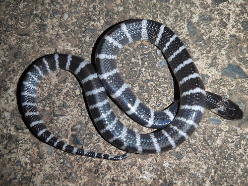 Many-banded Krait
