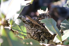 Anolis nebulosus
