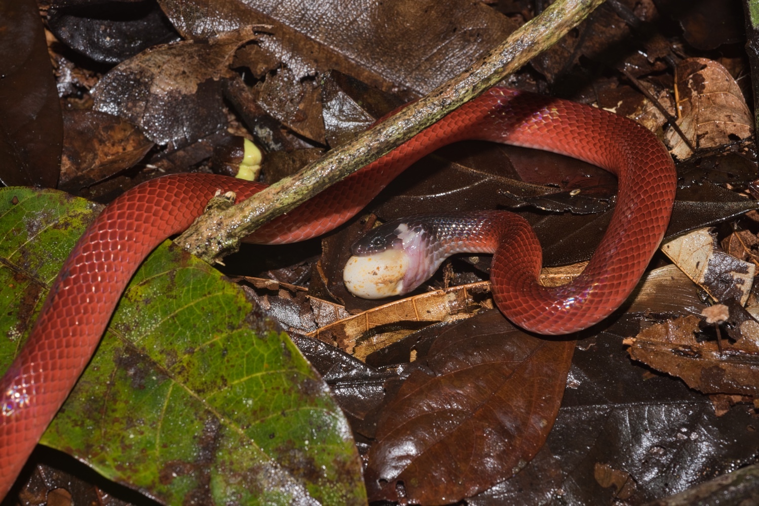 Pseudoboa coronata Schneider, 1801