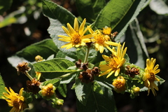 Verbesina sphaerocephala