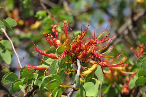 Image of Lysiphyllum carronii by (c) coenobita, some rights reserved (CC BY)