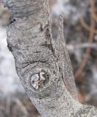 Rentinus dilatatus