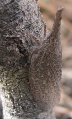 Rentinus dilatatus