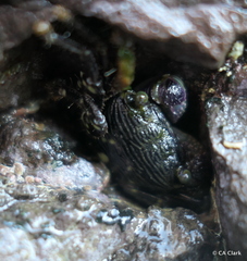 Pachygrapsus plicatus