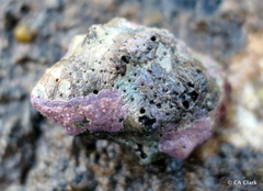 Menathais intermedia