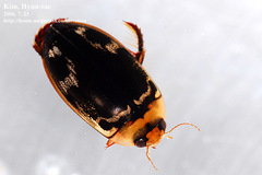 Hydaticus pacificus
