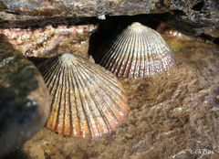 Cellana sandwicensis
