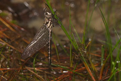 Tachopteryx thoreyi