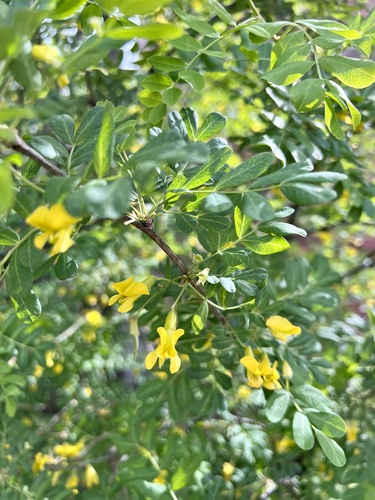 Siberian Pea Shrub