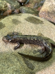 Golden Shovel-Nosed Salamander photo 5