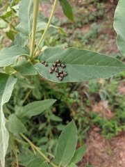 Orsilochides stictica