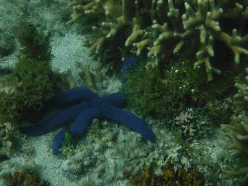 Linckia laevigata observed 2018-11-02