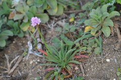 Armeria maritima californica