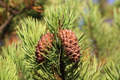 Pinus contorta bolanderi