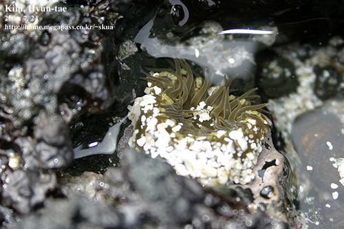 Anthopleura inornata