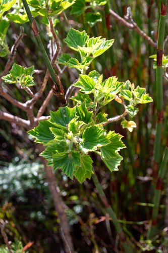 Pelargonium cucullatum
