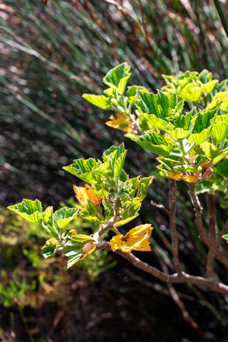 Pelargonium cucullatum