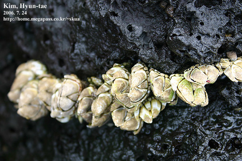 Capitulum mitella
