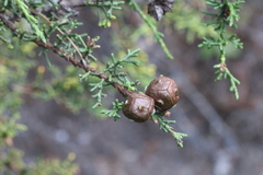 Cupressus pygmaea