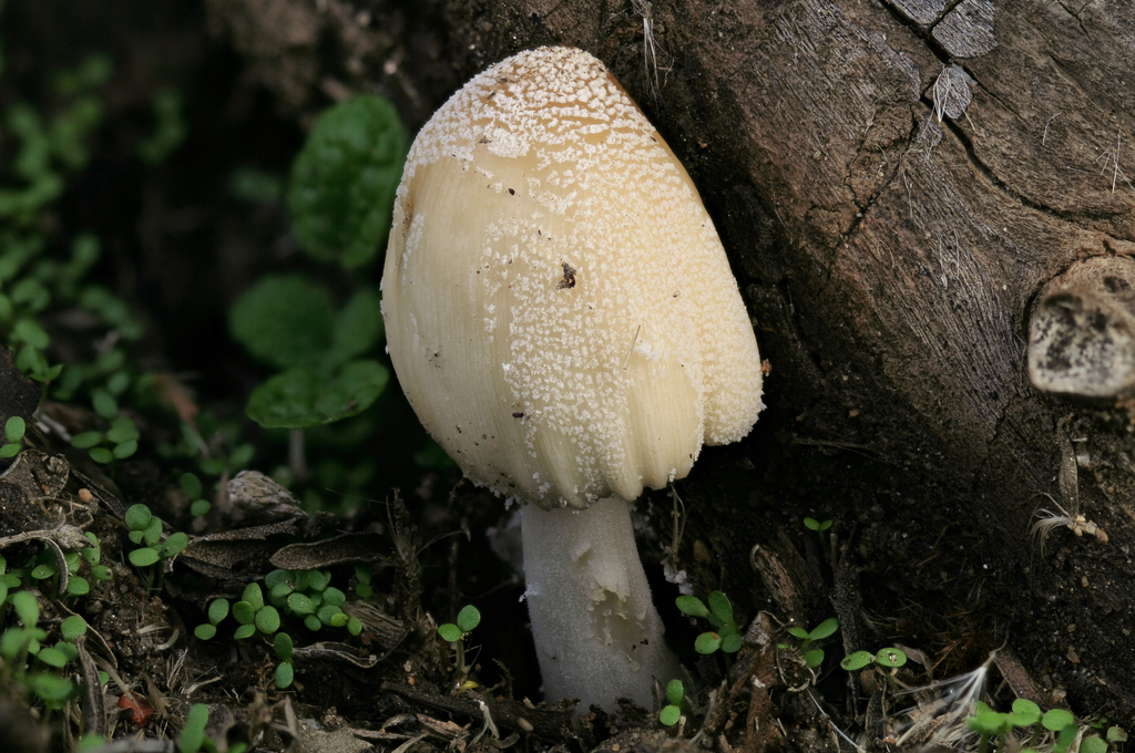 Coprinellus sp. 'CA01'