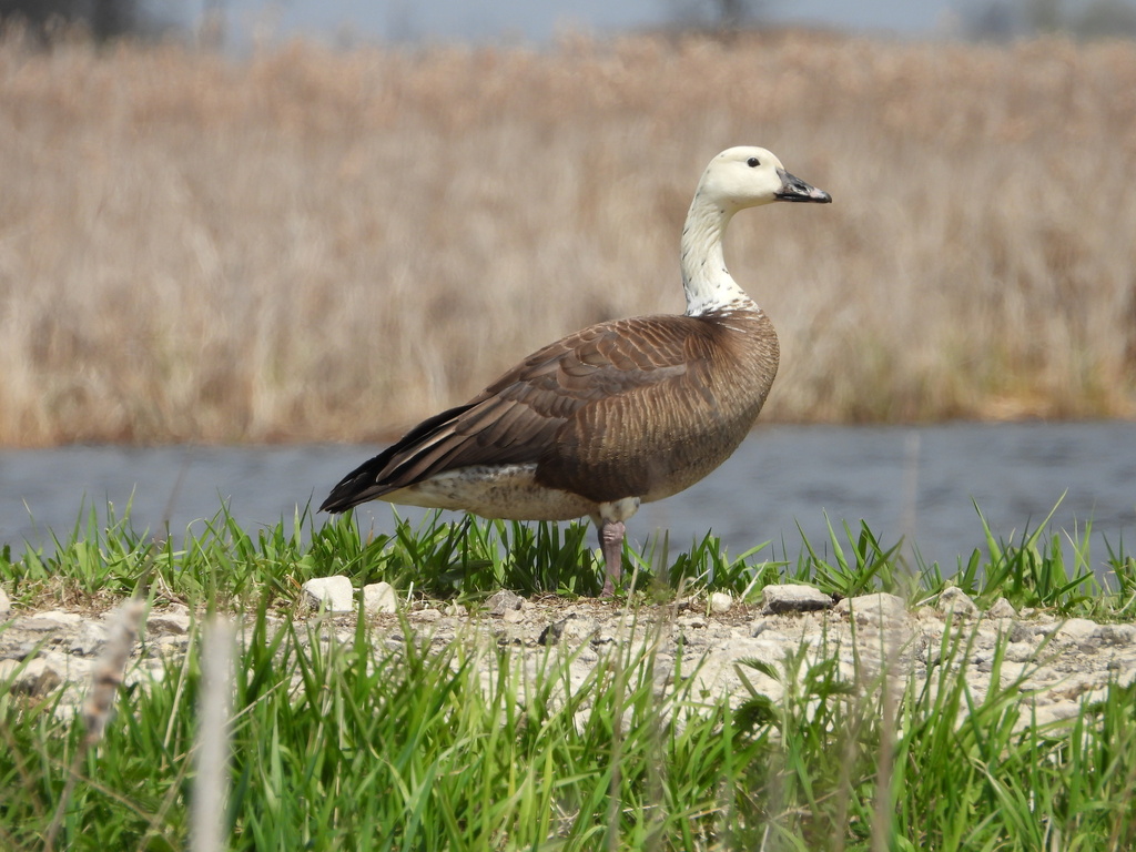 Lesser Snow Goose