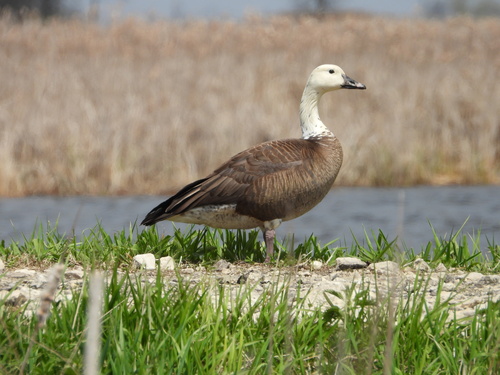 Lesser Snow Goose