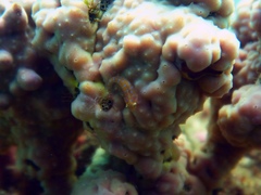 Cochleoceps orientalis