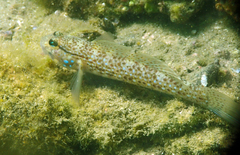 Campbell's Sandgoby photo 1