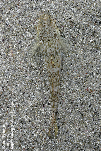 Favonigobius gymnauchen