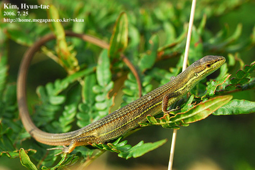 Mountain Grass Lizard