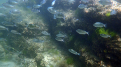 Girella punctata