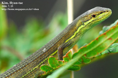Takydromus wolteri