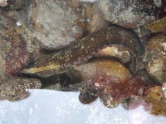 Acanthoclinus fuscus