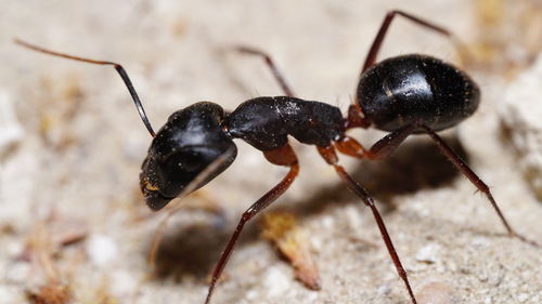 Camponotus cecconiiCamponotus cecconii
