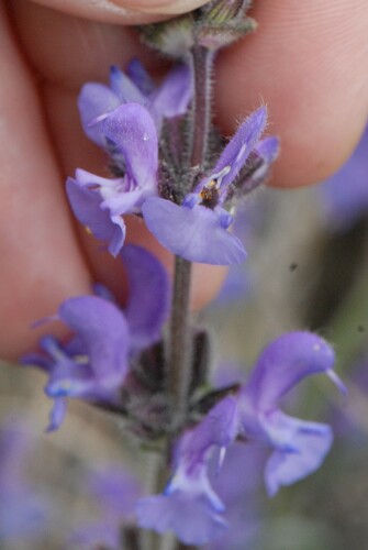 Image of Salvia canescens by (c) Марина Садыкова, some rights reserved (CC BY)