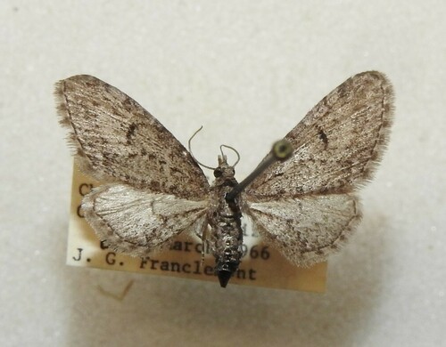 Eupithecia alpinata