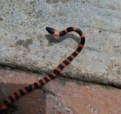 Oxyrhopus petolarius