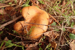 Lactarius rubrilacteus