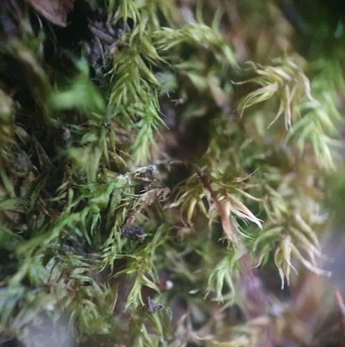Image of Leptodictyum riparium by no rights reserved